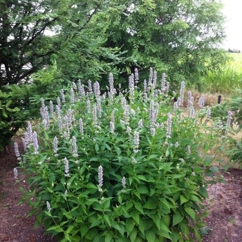 Hyssop, Agastache x 'Blue Fortune' 1G