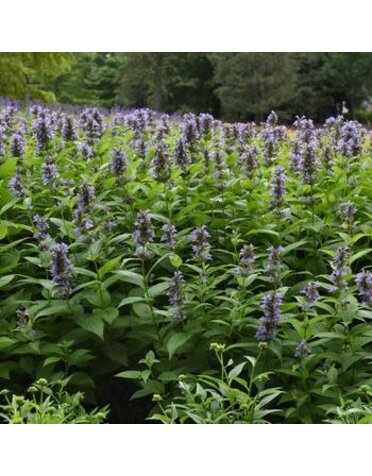 Catmint, Nepeta subsessilis 'Prelude™ Blue' (Japanese) 1G