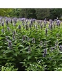 Catmint, Nepeta subsessilis 'Prelude™ Blue' (Japanese) 1G