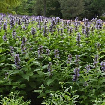 Catmint, Nepeta subsessilis 'Prelude™ Blue' (Japanese) 1G