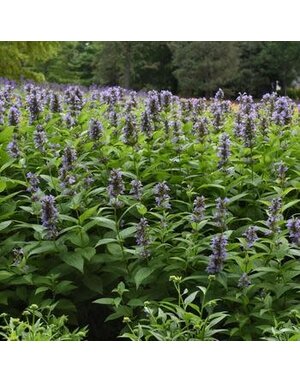 Catmint, Nepeta subsessilis 'Prelude™ Blue' (Japanese) 1Q