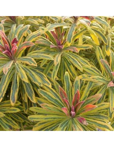 Euphorbia, Euphorbia x martinii 'Ascot Rainbow' 1G