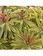 Euphorbia, Euphorbia x martinii 'Ascot Rainbow' 1G