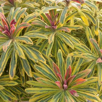 Euphorbia, Euphorbia x martinii 'Ascot Rainbow' 1G
