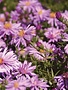 Aster, Symphyotrichum dumosum 'Wood's Pink' Rice Button Aster 1Q