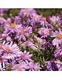 Aster, Symphyotrichum dumosum 'Wood's Pink' Rice Button Aster 1Q