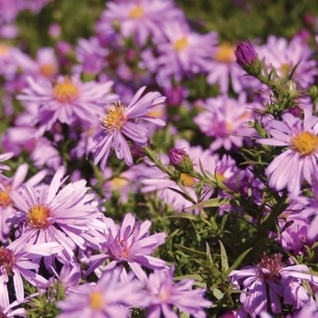 Aster, Symphyotrichum dumosum 'Wood's Pink' Rice Button Aster 1Q