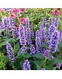 Hyssop, Agastache x 'Blue Fortune' 1G