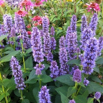 Hyssop, Agastache x 'Blue Fortune' 1G