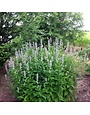 Hyssop, Agastache x 'Blue Fortune' 1Q