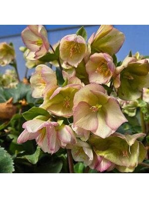 Lenten Rose, Helleborus 'Ice N' RosesÂ® Pink' 1G