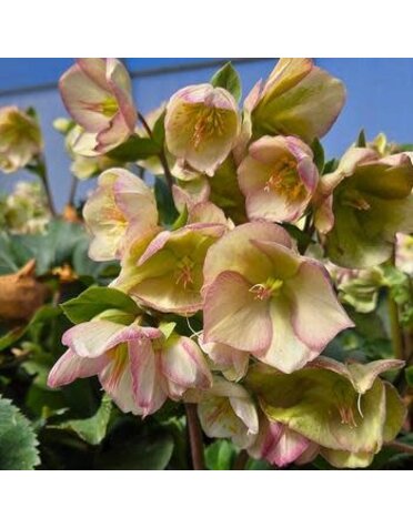Lenten Rose, Helleborus 'Ice N' Roses® Pink' 1G