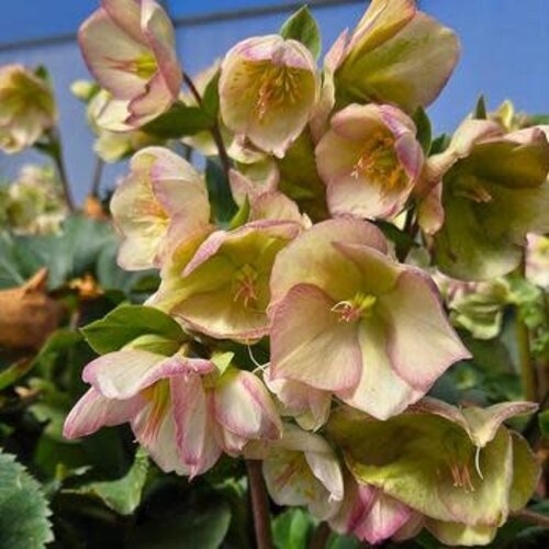 Lenten Rose, Helleborus 'Ice N' RosesÂ® Pink' 1G