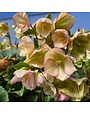 Lenten Rose, Helleborus 'Ice N' Roses® Pink' 1G