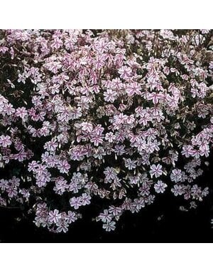 Phlox, Phlox subulata 'Candy Stripe' (Creeping) 3Q