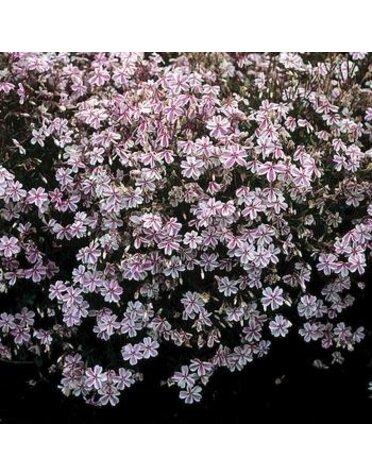 Phlox, Phlox subulata 'Candy Stripe' (Creeping) 3Q