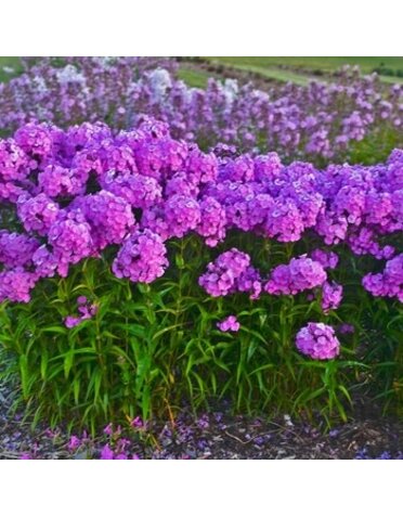 Phlox, Phlox paniculata 'Fashionably Early Flamingo' (Garden) 1G