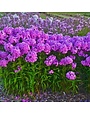 Phlox, Phlox paniculata 'Fashionably Early Flamingo' (Garden) 1G