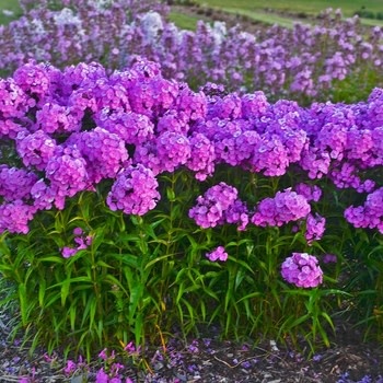 Phlox, Phlox paniculata 'Fashionably Early Flamingo' (Garden) 1G