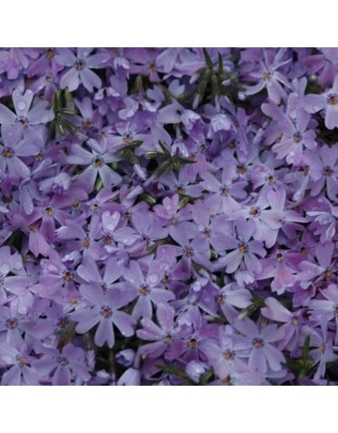 Phlox, Phlox subulata 'Blue Emerald' (Creeping) 1G