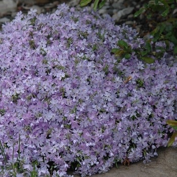 Phlox, Phlox subulata 'Blue Emerald' (Creeping) 1G