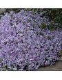 Phlox, Phlox subulata 'Blue Emerald' (Creeping) 1G