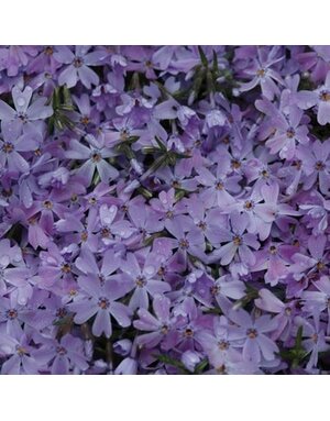 Phlox, Phlox subulata 'Emerald Blue' (Creeping) 1G