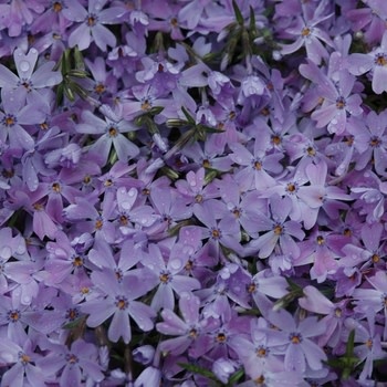 Phlox, Phlox subulata 'Emerald Blue' (Creeping) 1G