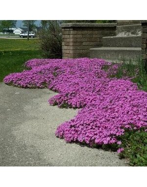 Phlox, Phlox subulata 'Red Wing' (Creeping) 1G NATIVE