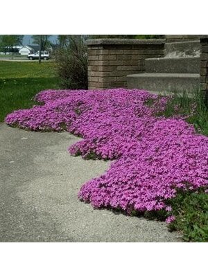 Phlox, Phlox subulata 'Red Wing' (Creeping) 1G NATIVE Phlox, Phlox subulata 'Red Wing' (Creeping) 1G NATIVE