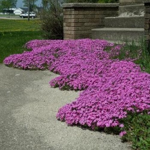 Phlox, Phlox subulata 'Red Wing' (Creeping) 1G NATIVE