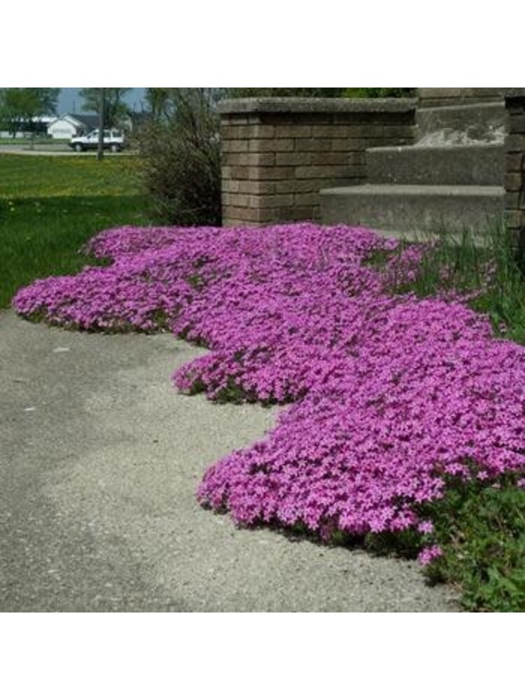 Phlox, Phlox subulata 'Red Wing' (Creeping) 1G NATIVE