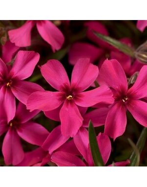 Phlox, Phlox subulata 'Scarlet Flame' (Creeping) 1G