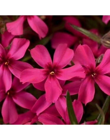 Phlox, Phlox subulata 'Scarlet Flame' (Creeping) 1G