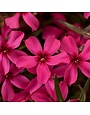 Phlox, Phlox subulata 'Scarlet Flame' (Creeping) 1G