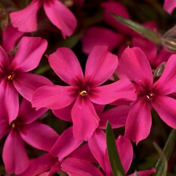 Phlox, Phlox subulata 'Scarlet Flame' (Creeping) 1G