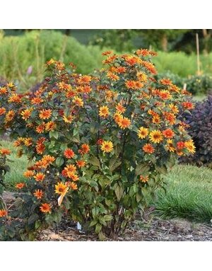 False Sunflower, Heliopsis helianthoides var. scabra 'Bleeding Hearts' 1G