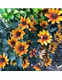 False Sunflower, Heliopsis helianthoides var. scabra 'Bleeding Hearts' 1G