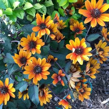 False Sunflower, Heliopsis helianthoides var. scabra 'Bleeding Hearts' 1G