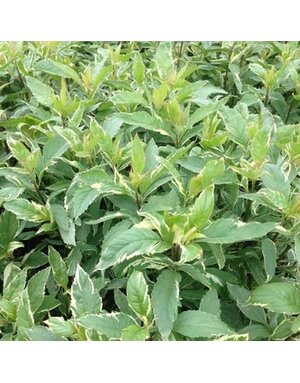 Joe Pye Weed, Eupatorium fortunai 'Pink Frost' 2G