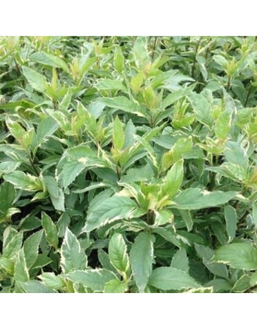 Joe Pye Weed, Eupatorium fortunai 'Pink Frost' 2G
