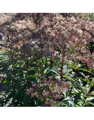 Joe Pye Weed, Eupatorium dubium 'Baby Joe' 1Q