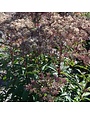 Joe Pye Weed, Eupatorium dubium 'Baby Joe' 1Q