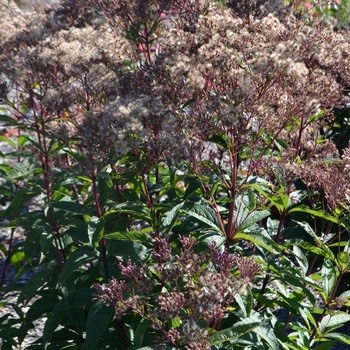 Joe Pye Weed, Eupatorium dubium 'Baby Joe' 1Q