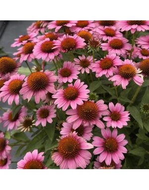 Coneflower, Echinacea x Sunmagic® 'Vintage Pink' 1G