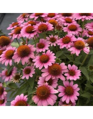 Coneflower, Echinacea x Sunmagic® 'Vintage Pink' 1G