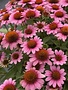 Coneflower, Echinacea x Sunmagic® 'Vintage Pink' 1G