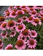 Coneflower, Echinacea x Sunmagic® 'Vintage Pink' 1G