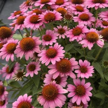 Coneflower, Echinacea x Sunmagic® 'Vintage Pink' 1G