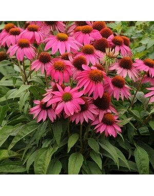 Coneflower, Echinacea purpurea 'PowWow® Wild Berry' 1G